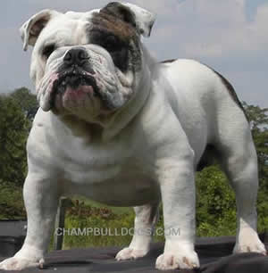 british bulldog picture